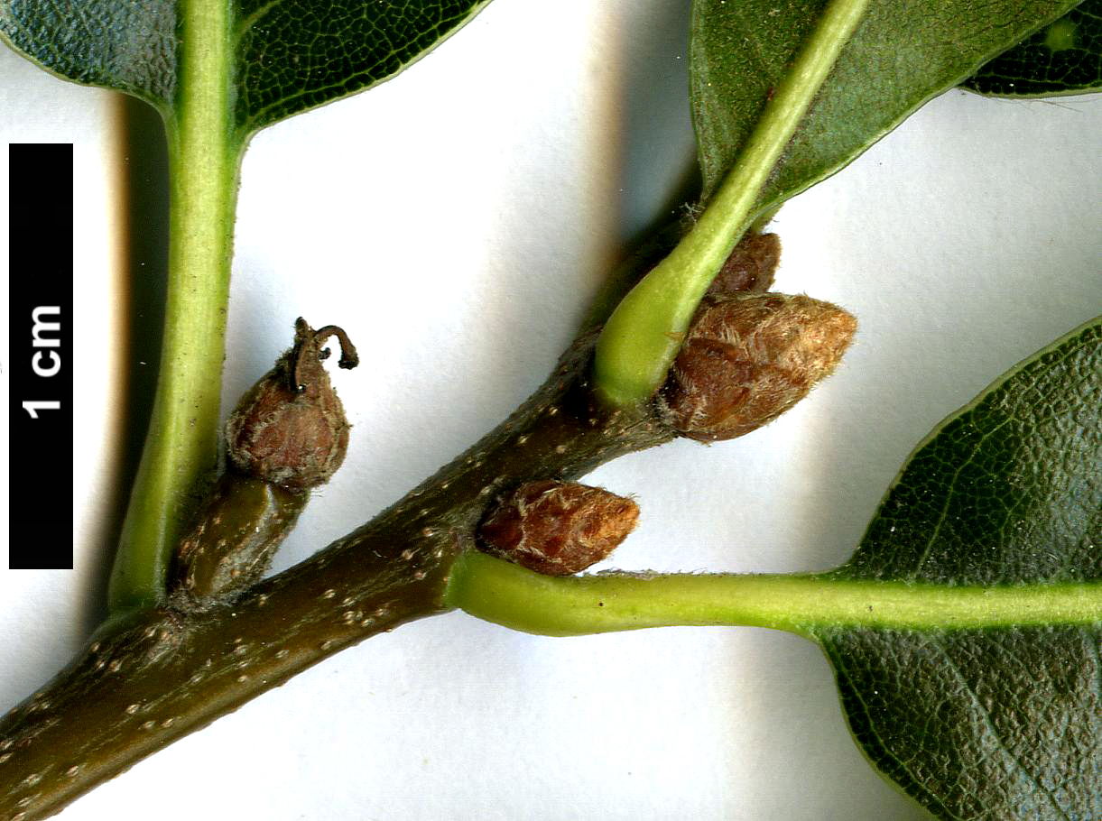 High resolution image: Family: Fagaceae - Genus: Quercus - Taxon: ×rudkinii (Q.marilandica × Q.phellos)